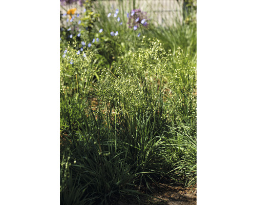 Nahaufnahme von Zittergras im Garten.