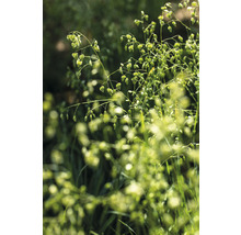 Detailaufnahme von Zittergras im Garten