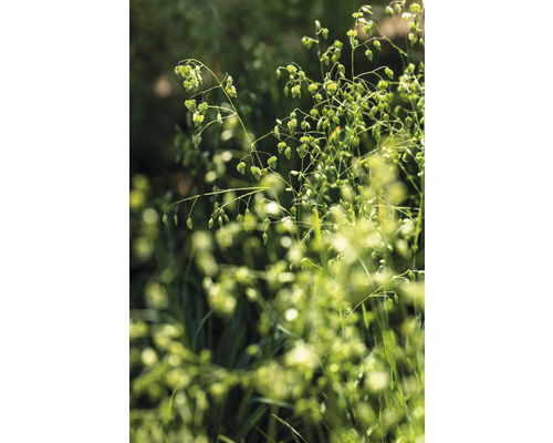 Detailaufnahme von Zittergras im Garten