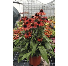 Sonnenhutpflanze im Topf mit roten Blüten.