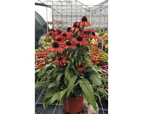 Sonnenhutpflanze im Topf mit roten Blüten.