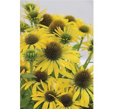 Nahaufnahme von gelben Sonnenhüten