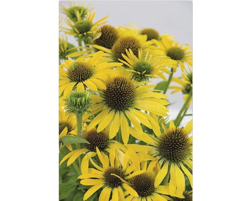 Rauher Sonnenhut Echinacea purpurea 'Yellow' H 20-60 cm Co 5 L (3 Stk.) Nahaufnahme von gelben Sonnenhüten