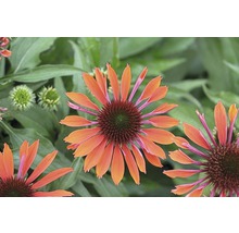 Nahaufnahme von orangefarbenen Sonnenhutblüten im Gartenbeet.