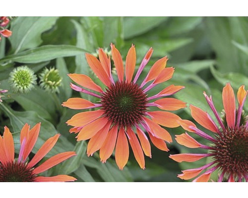Nahaufnahme von orangefarbenen Sonnenhutblüten im Gartenbeet.