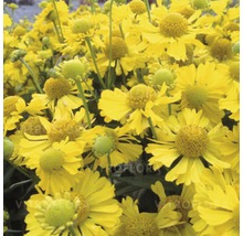 Gelbe Sonnenbraut-Blüten im Nahbereich