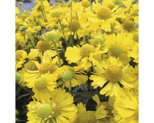 Gelbe Sonnenbraut-Blüten im Nahbereich