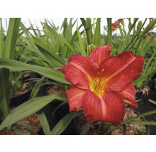 Nahaufnahme einer Taglilienblüte im Garten