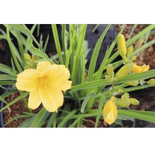 Gelbe Taglilie mit grünen Blättern