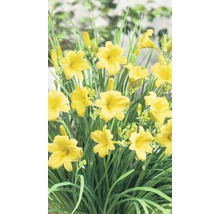 Gelbe Taglilienblüten mit grünen Blättern