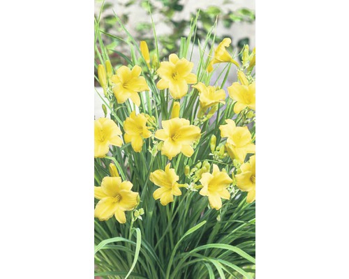 Gelbe Taglilienblüten mit grünen Blättern