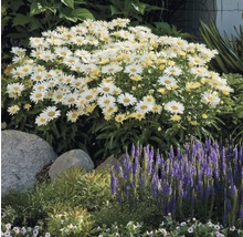 Garten mit Margeriten und anderen Pflanzen