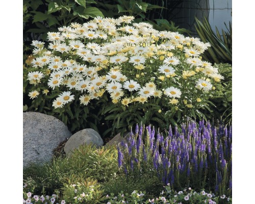 Garten mit Margeriten und anderen Pflanzen