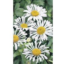 Nahaufnahme von Margeritenblüten mit weißen Blütenblättern und gelben Zentren