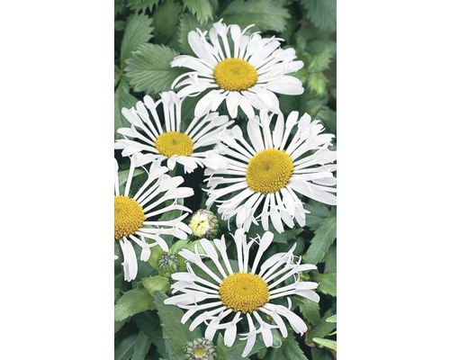 Nahaufnahme von Margeritenblüten mit weißen Blütenblättern und gelben Zentren