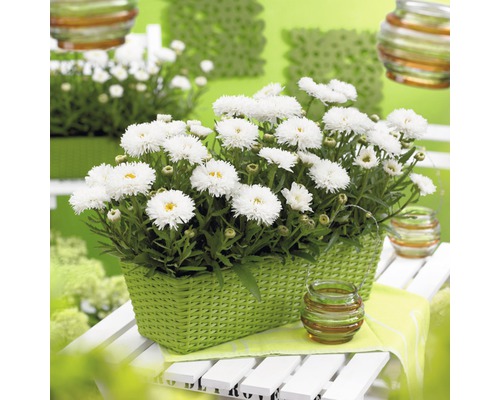 Gänseblümchen in geflochtenen Körben auf einem Tisch