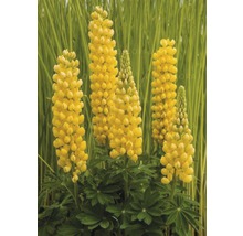 Gelbe Lupinenblüten im Garten