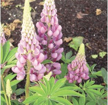 Lupinenpflanze im Gartenbeet mit violetten Blüten