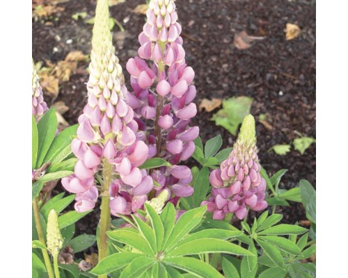 Lupinenpflanze im Gartenbeet mit violetten Blüten