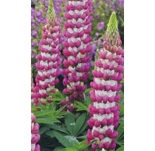 Lupinenblütenstand mit dicht aneinander liegenden Blüten