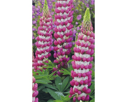 Lupine Lupinus polyphyllus 'Rachel de Thame' H 20-60 cm Co 5 L (3 Stk.) Lupinenblütenstand mit dicht aneinander liegenden Blüten