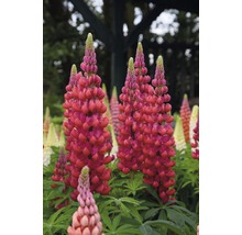 Blühende Lupinen im Garten.