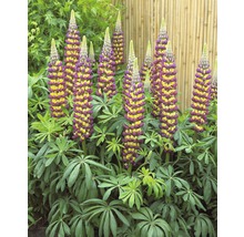 Lupinen mit Blütenständen im Garten