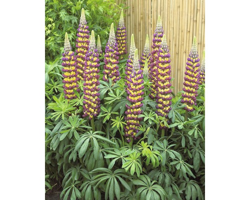 Lupinen mit Blütenständen im Garten