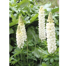Drei blühende, weisse Lupinen im Gartenbeet