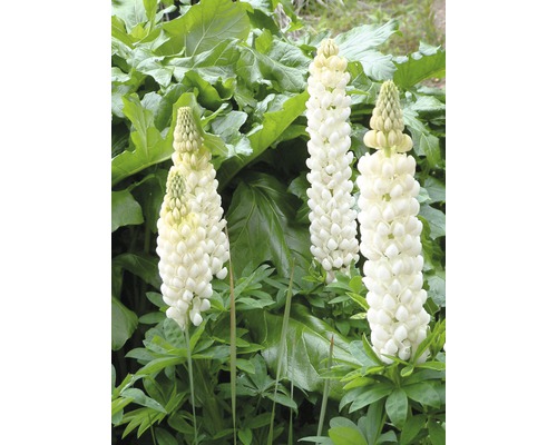 Drei blühende, weisse Lupinen im Gartenbeet