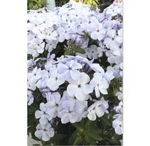 Blütenstand mit Flammenblumen im Garten