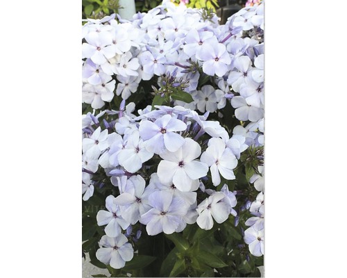 Flammenblume Phlox paniculata FLAME® 'Marine' H 20-60 cm Co 5 L (3 Stk.) Blütenstand mit Flammenblumen im Garten