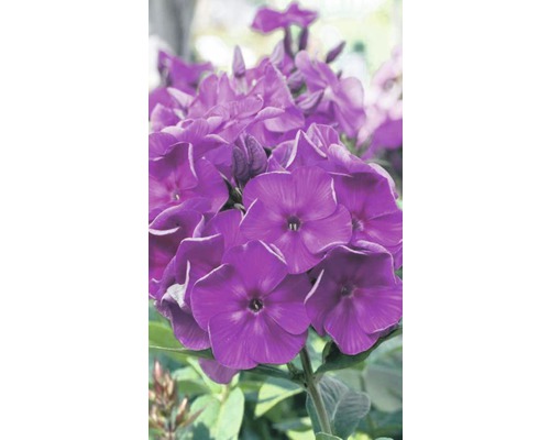 Nahaufnahme einer lilafarbenen Phlox-Pflanze.