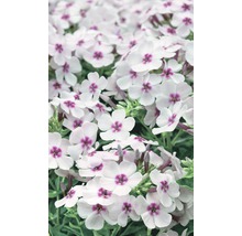 Nahaufnahme von Phlox-Blüten