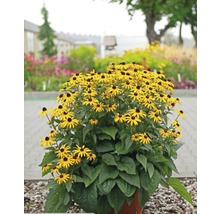 Gelber Sonnenhut in einem Topf