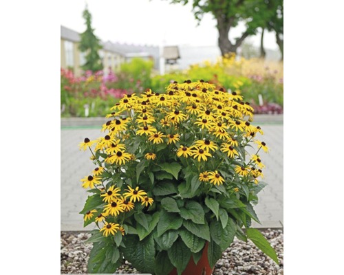 Gelber Sonnenhut in einem Topf