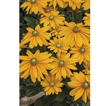 Gelbe Rudbeckia-Blüten mit grünen Blättern