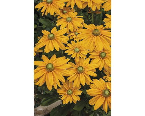 Sonnenhut Rudbeckia 'Sunbeckia Olivia' H 20-40 cm Co 5 L (3 Stk.) Gelbe Rudbeckia-Blüten mit grünen Blättern