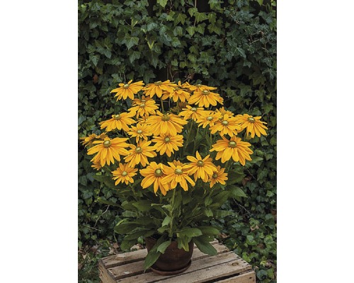 Rudbeckia in einem Topf auf einem Holzkasten