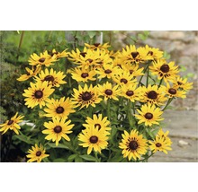 Gruppe von Rudbeckia Hirta Blumen
