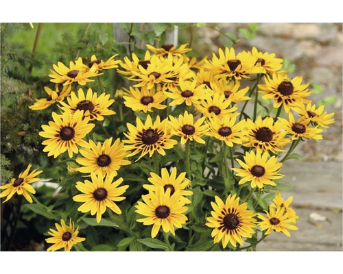 Sonnenhut Rudbeckia 'SmileyZ Party' H 20-40 cm Co 5 L (3 Stk.) Gruppe von Rudbeckia Hirta Blumen