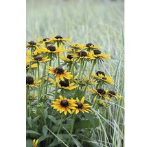 Gelbe Rudbeckia Blumen im Gartenbeet