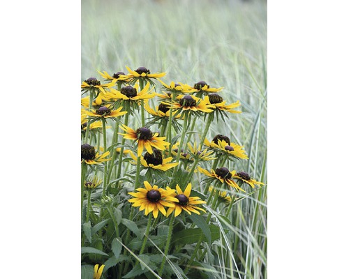 Gelbe Rudbeckia Blumen im Gartenbeet