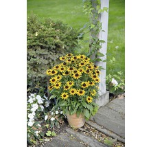 Sonnenhut in einem Topf im Garten