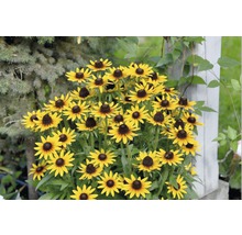 Gelbe Rudbeckia mit dunklen Zentren in einem Garten.