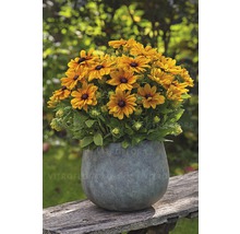 Rudbeckia-Blumen in einem Topf auf einem Holztisch