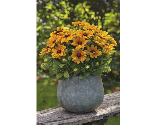 Sonnenhut Rudbeckia 'Sunbeckia Carolina' H 20-40 cm Co 5 L (3 Stk.) Rudbeckia-Blumen in einem Topf auf einem Holztisch