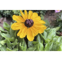 Gelber Sonnenhut im Gartenbeet