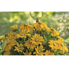 Blühende Rudbeckia im Garten