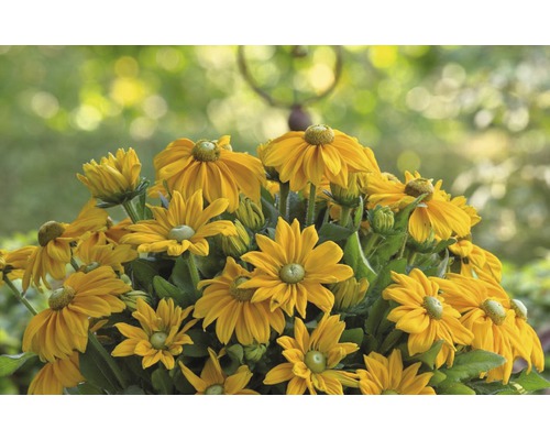 Blühende Rudbeckia im Garten